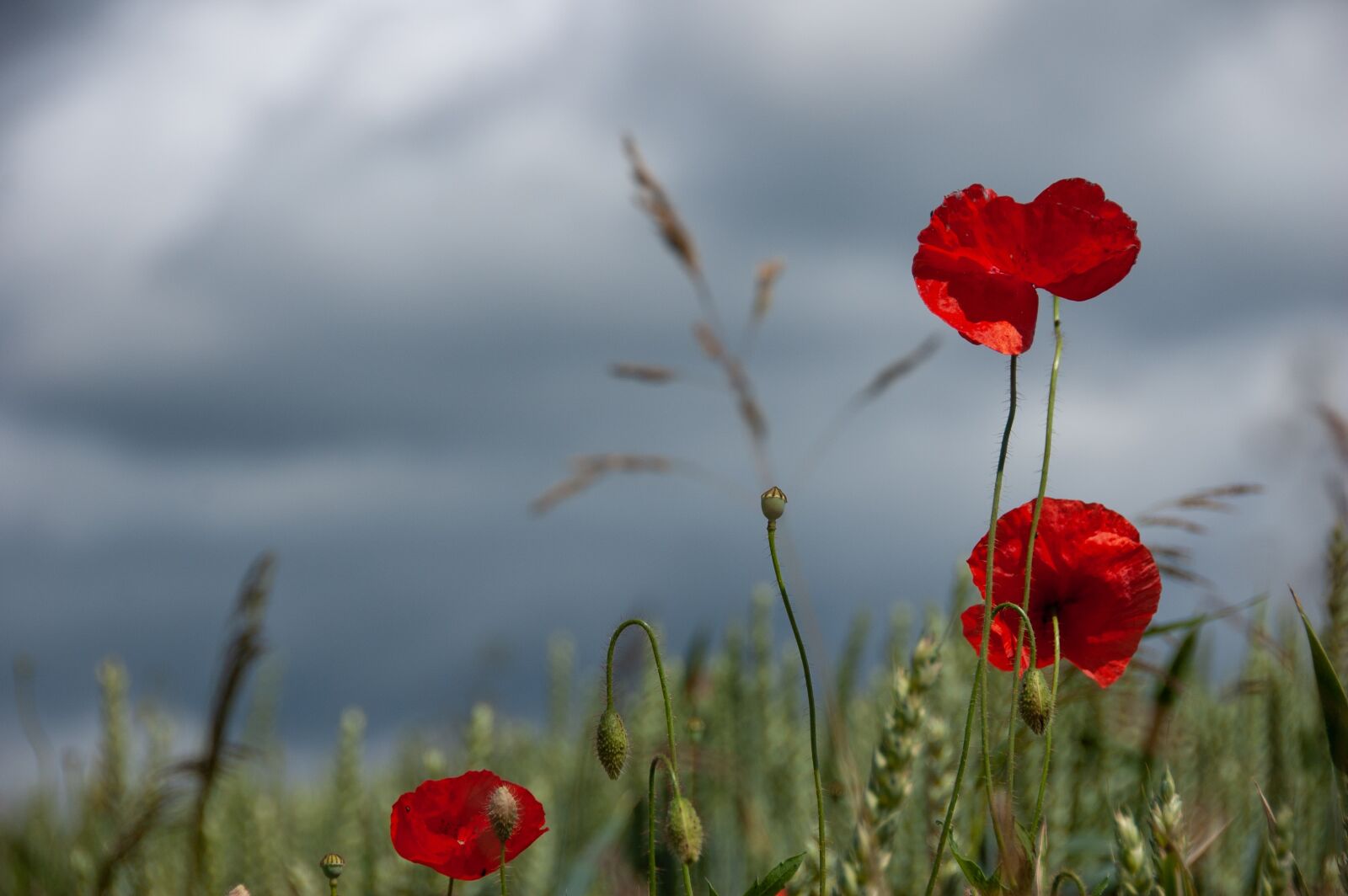 Nikon D40 sample photo. Poppies, sky, nature photography