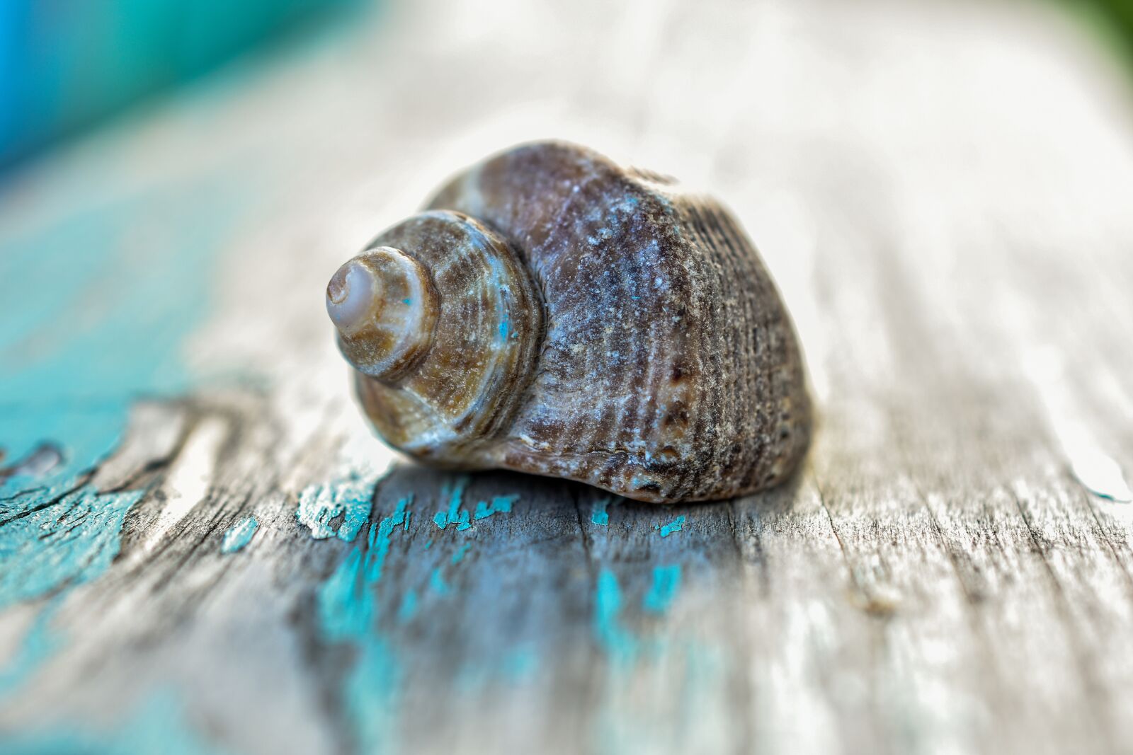 Nikon D3400 sample photo. Seashell, old, wood photography