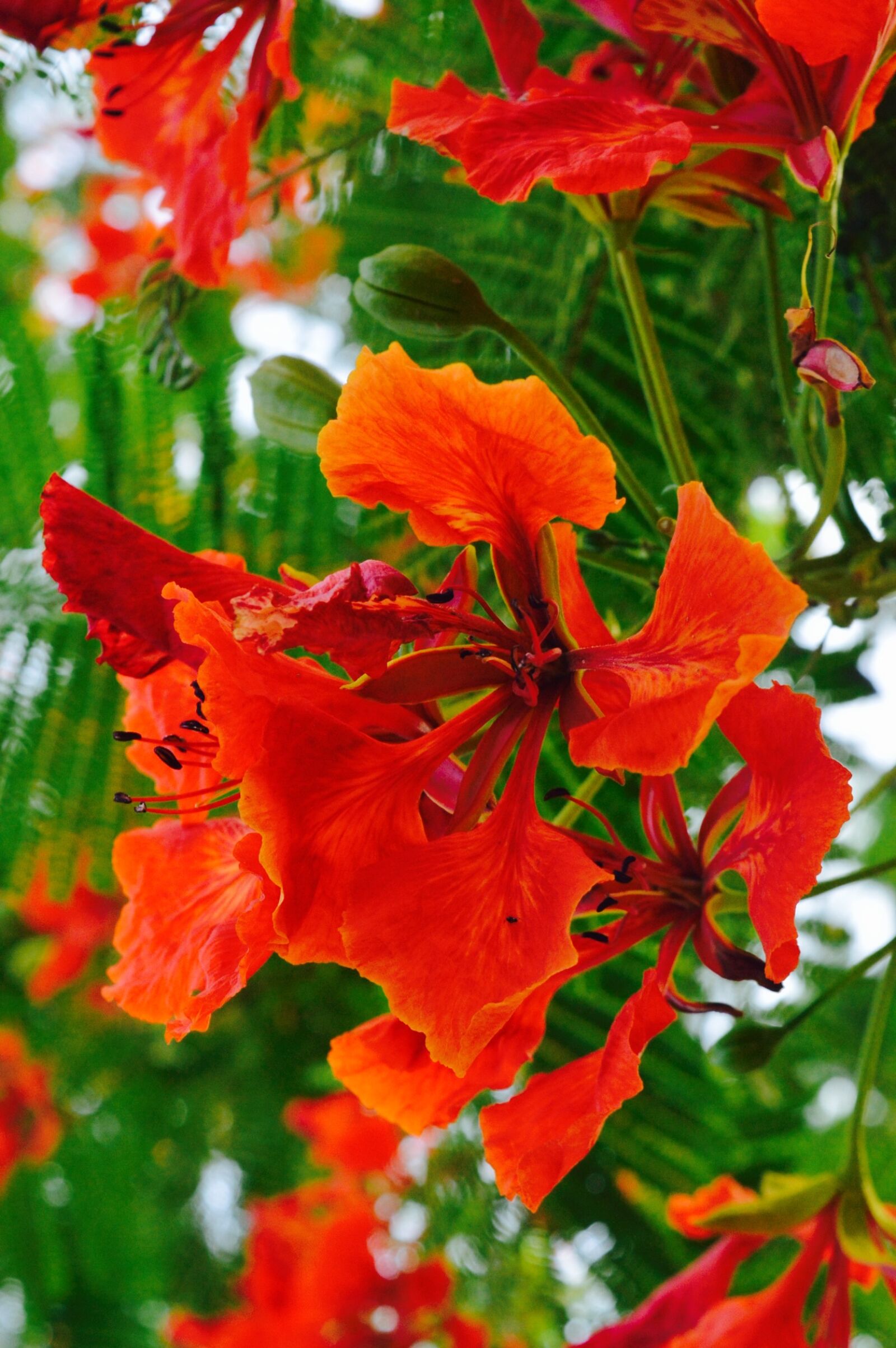 Nikon D3200 sample photo. Beautiful, flowers, nature, nature photography