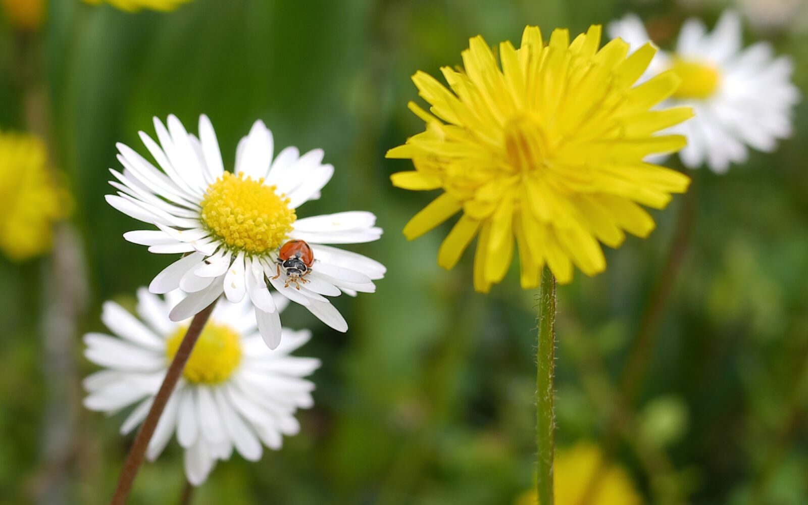 Panasonic Lumix DMC-GX7 sample photo. Nature, flowers, insect photography