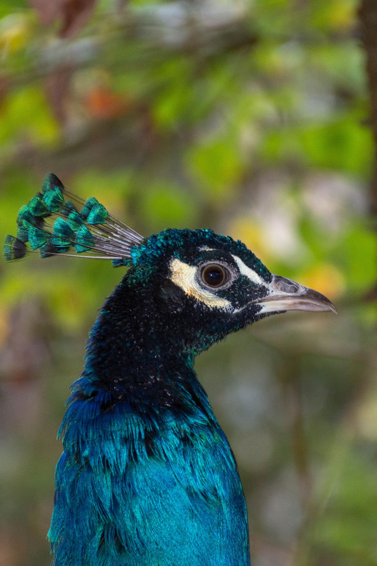 Nikon D7200 sample photo. Peacock, bird, colorful photography