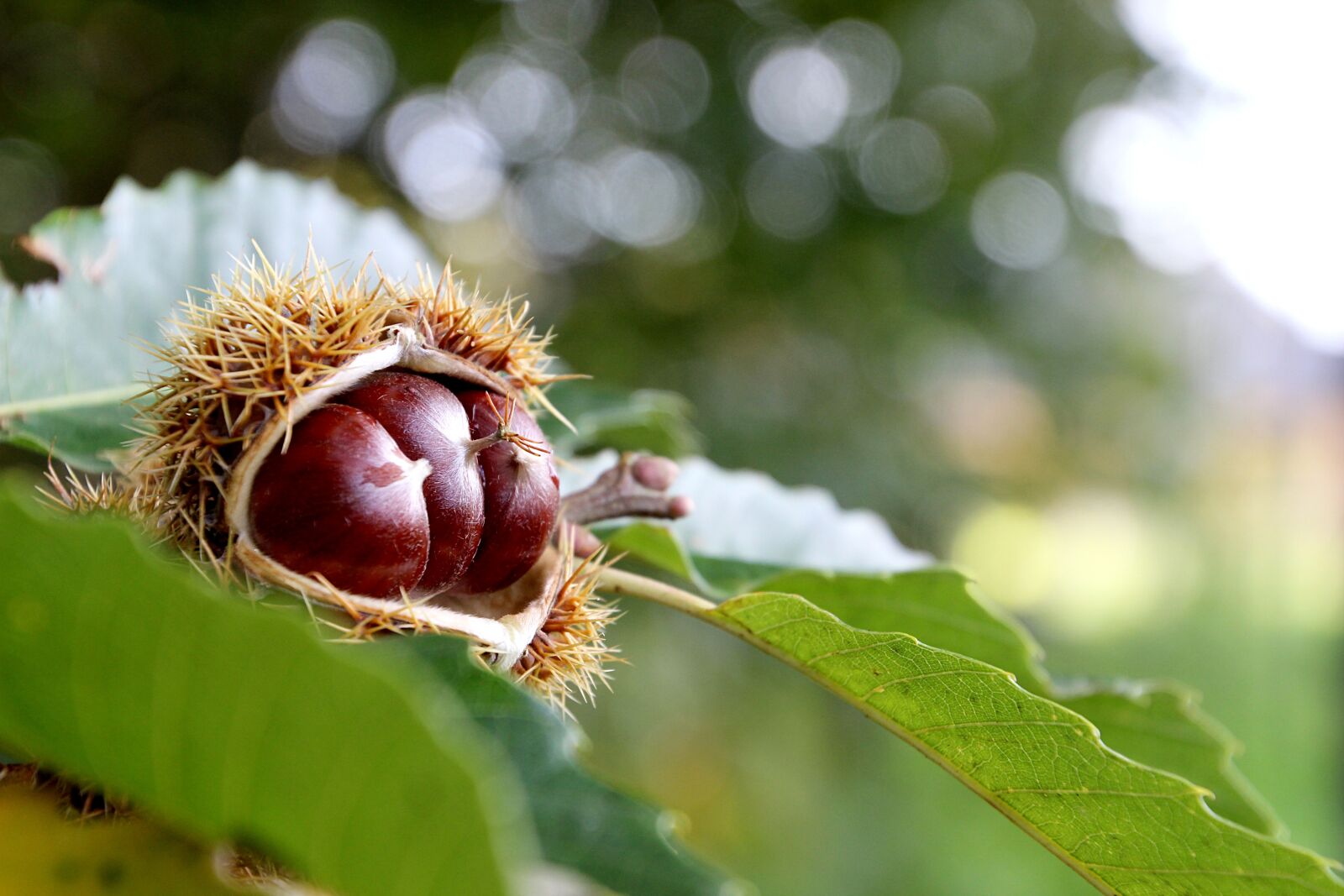 Canon EOS 600D (Rebel EOS T3i / EOS Kiss X5) sample photo. Autumn, chestnut, nature photography