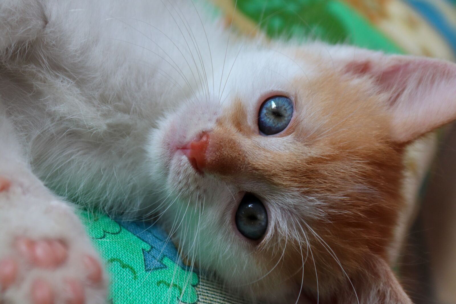 Canon EOS 200D (EOS Rebel SL2 / EOS Kiss X9) sample photo. Cat, cat baby, red photography