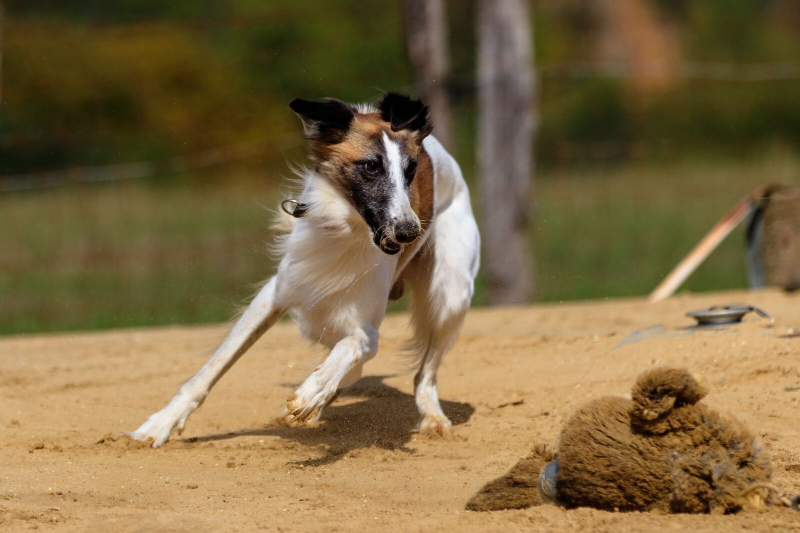 Canon EOS 80D sample photo. Dog, greyhound, pet photography