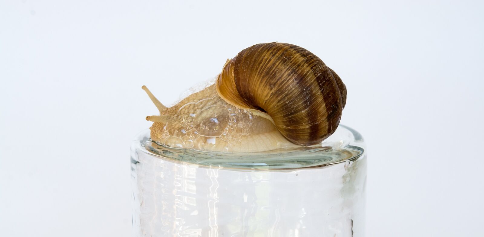 Nikon D7100 sample photo. Snail, shell, mollusk photography
