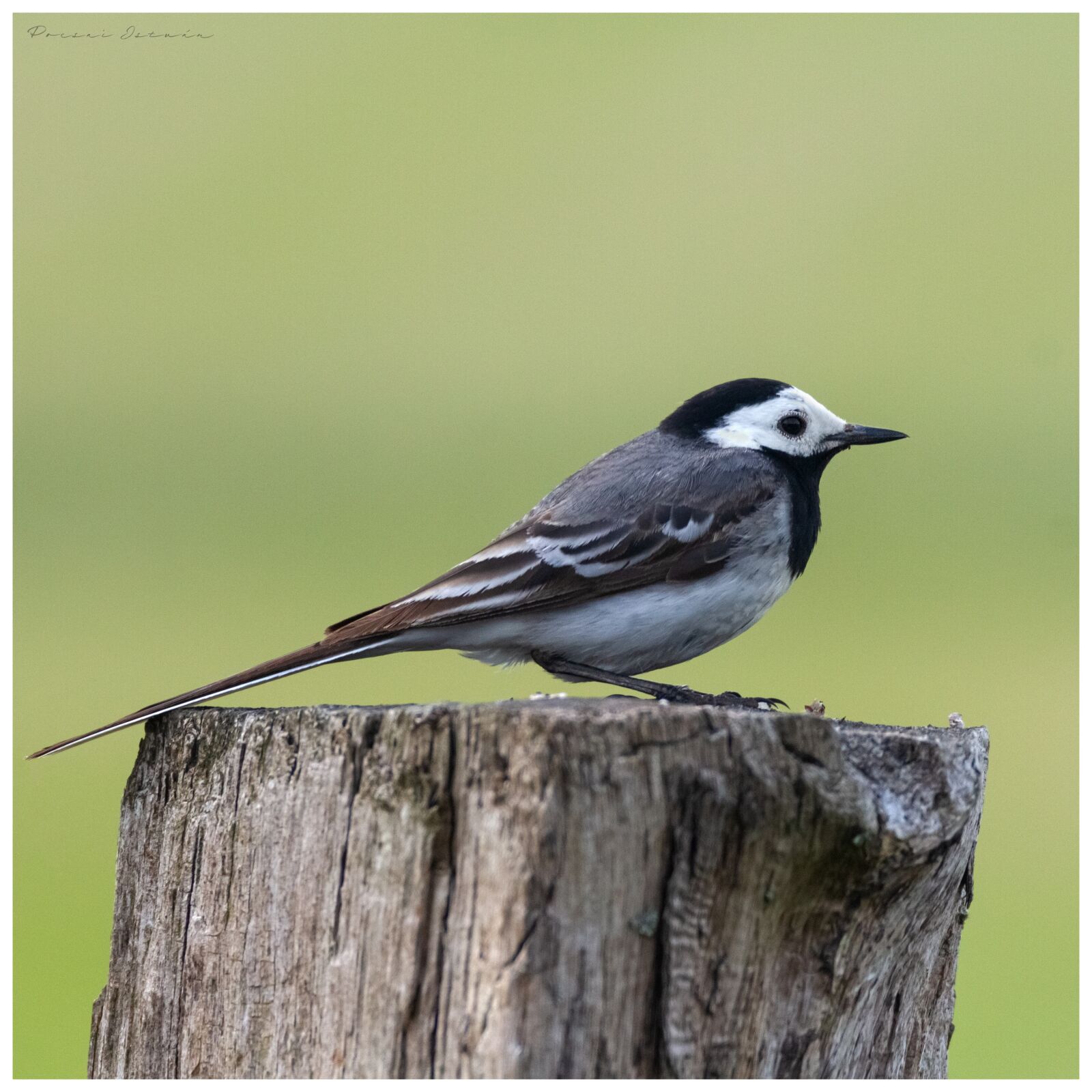 Canon EOS 7D sample photo. Bird, green, bluejay photography