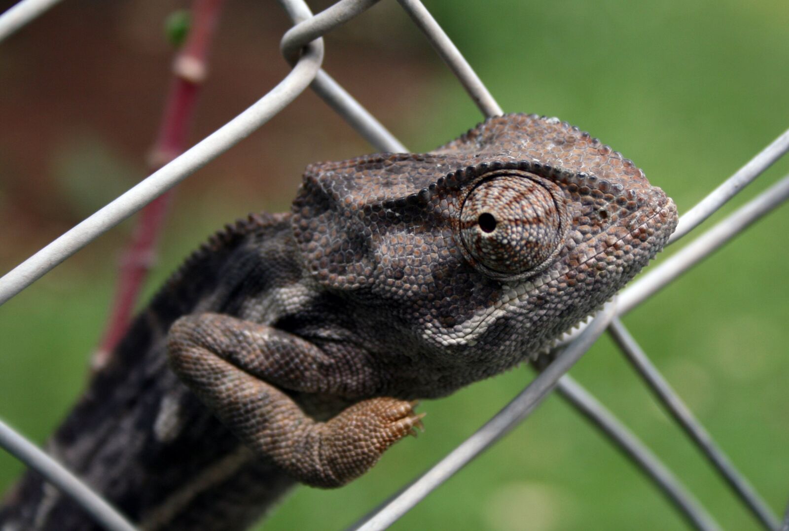 Canon EOS 400D (EOS Digital Rebel XTi / EOS Kiss Digital X) sample photo. Africa, chameleon, fence photography