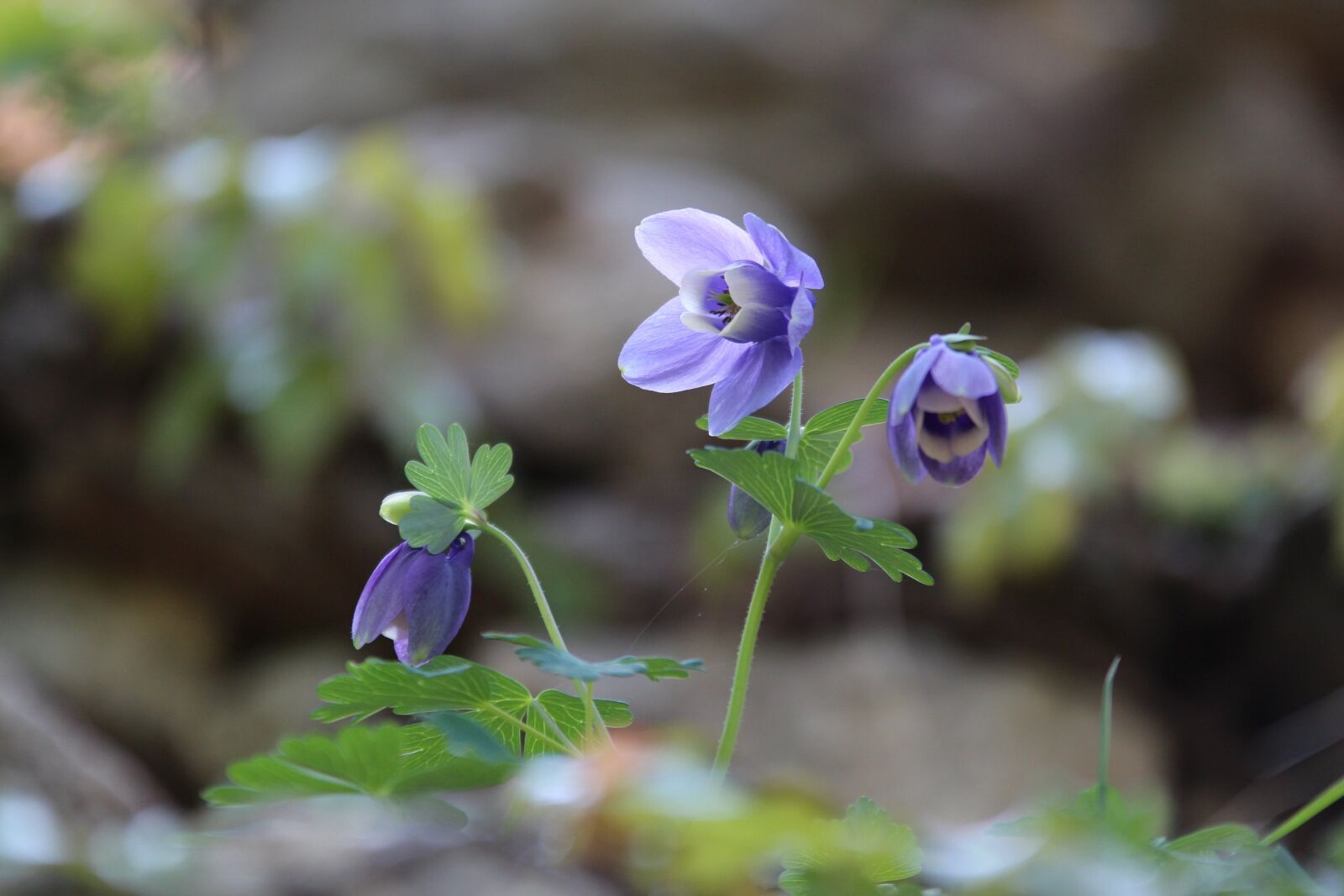 Canon EOS 650D (EOS Rebel T4i / EOS Kiss X6i) sample photo. Maebaltop sky, flowers, purple photography