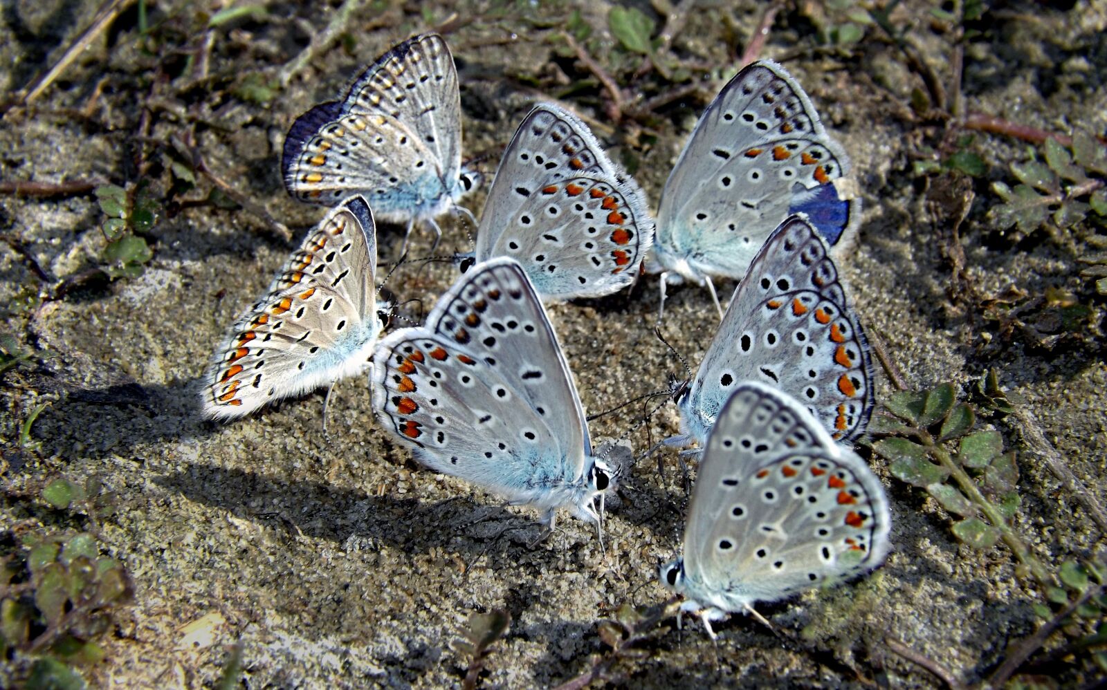Fujifilm FinePix S4500 sample photo. Butterflies, blue, rest photography