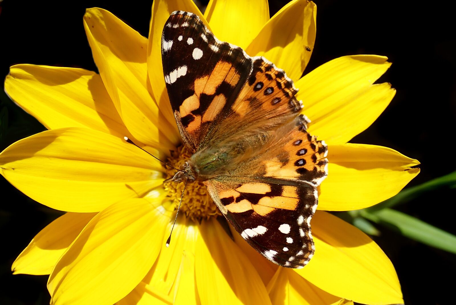 Olympus TG-5 sample photo. Insect, butterfly, painted lady photography
