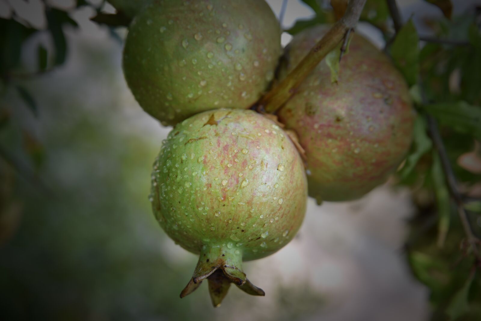 Nikon D750 sample photo. Pomegranate, fruit, fresh fruits photography