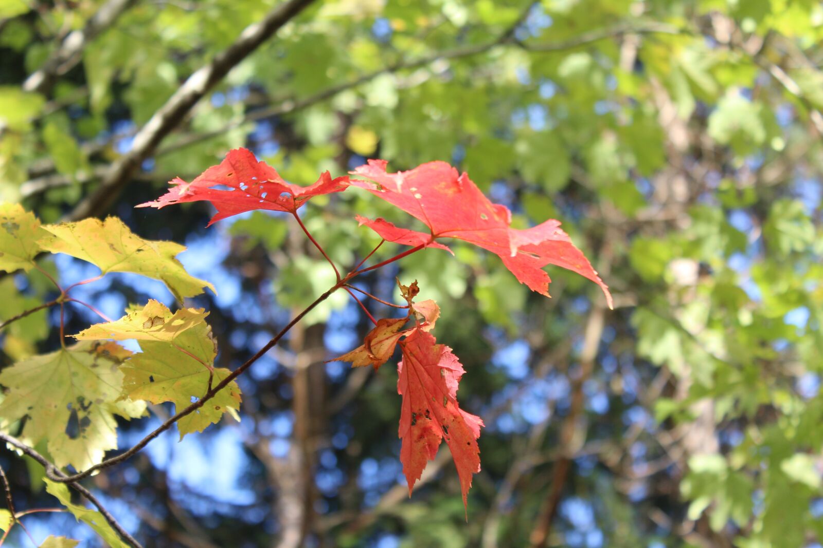 Canon EOS 1200D (EOS Rebel T5 / EOS Kiss X70 / EOS Hi) sample photo. Fall, colors, red photography