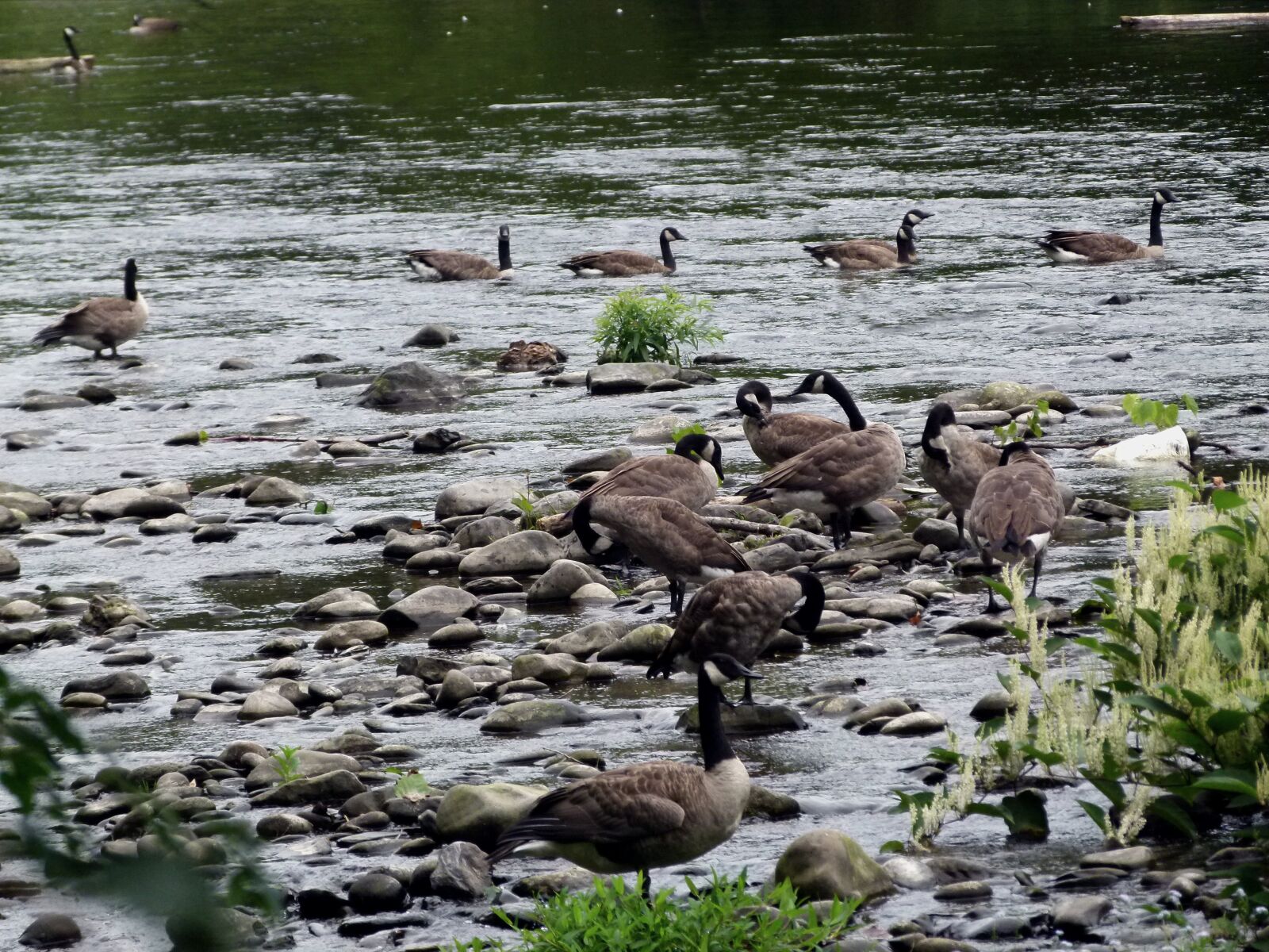 Panasonic Lumix DMC-FZ100 sample photo. Canada geese, geese, goose photography