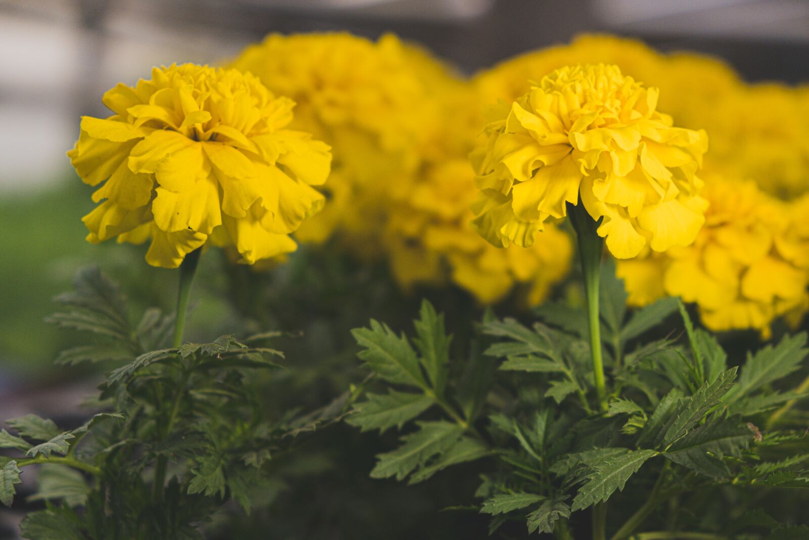 Fujifilm X-T3 + Fujifilm XF 18-55mm F2.8-4 R LM OIS sample photo. Flower, yellow, blackbreaker photography