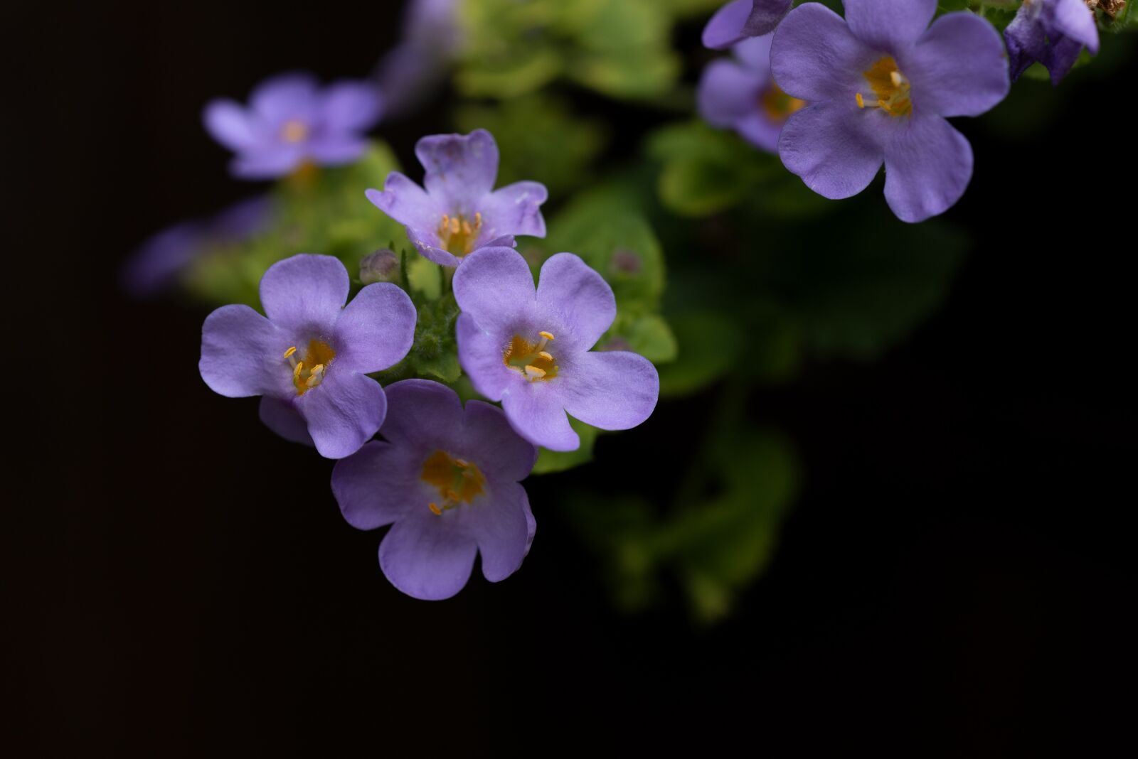 Nikon D750 sample photo. Flowers, flower, small flowers photography