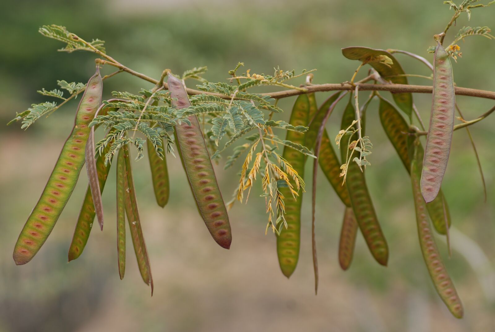 Nikon D200 sample photo. Guaje, branch, vegetable photography