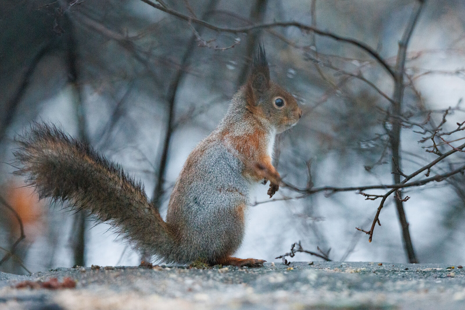 Canon RF 400mm F2.8L IS USM sample photo. Squirrel morning photography