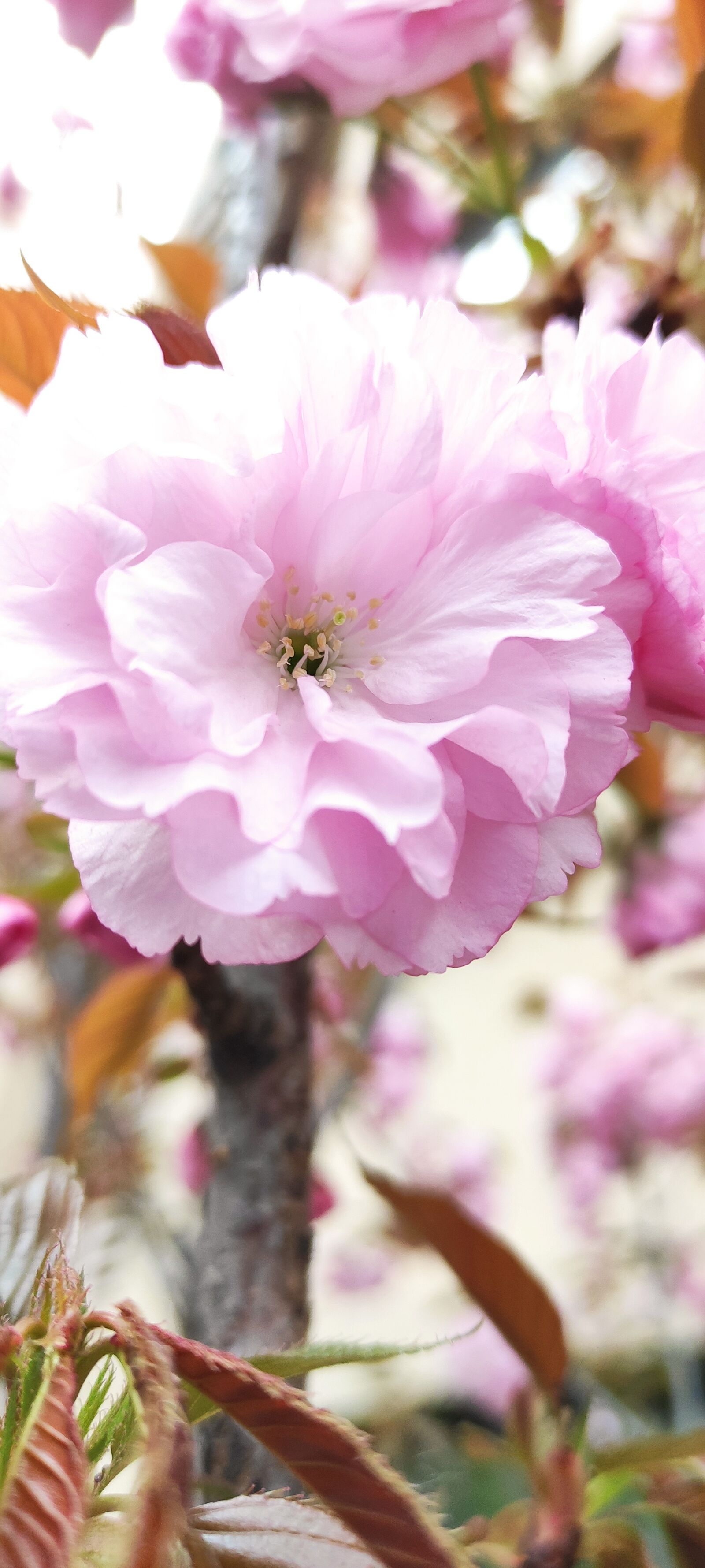 Xiaomi Redmi K30 5G sample photo. Japan night cherry blossom photography