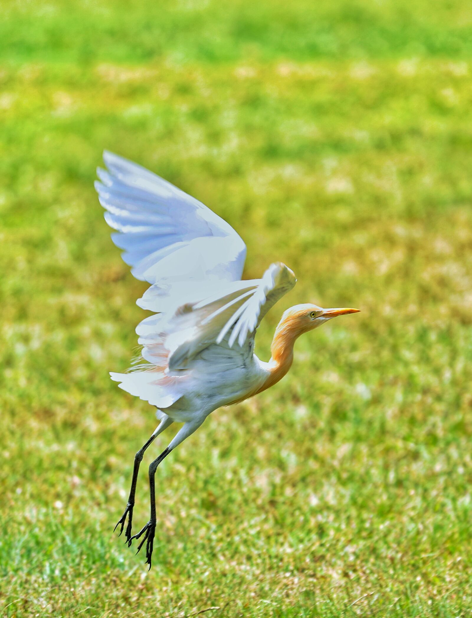 Canon EOS-1D X Mark II + Canon EF 70-200mm F2.8L IS II USM sample photo. Crane, bird, wildlife photography