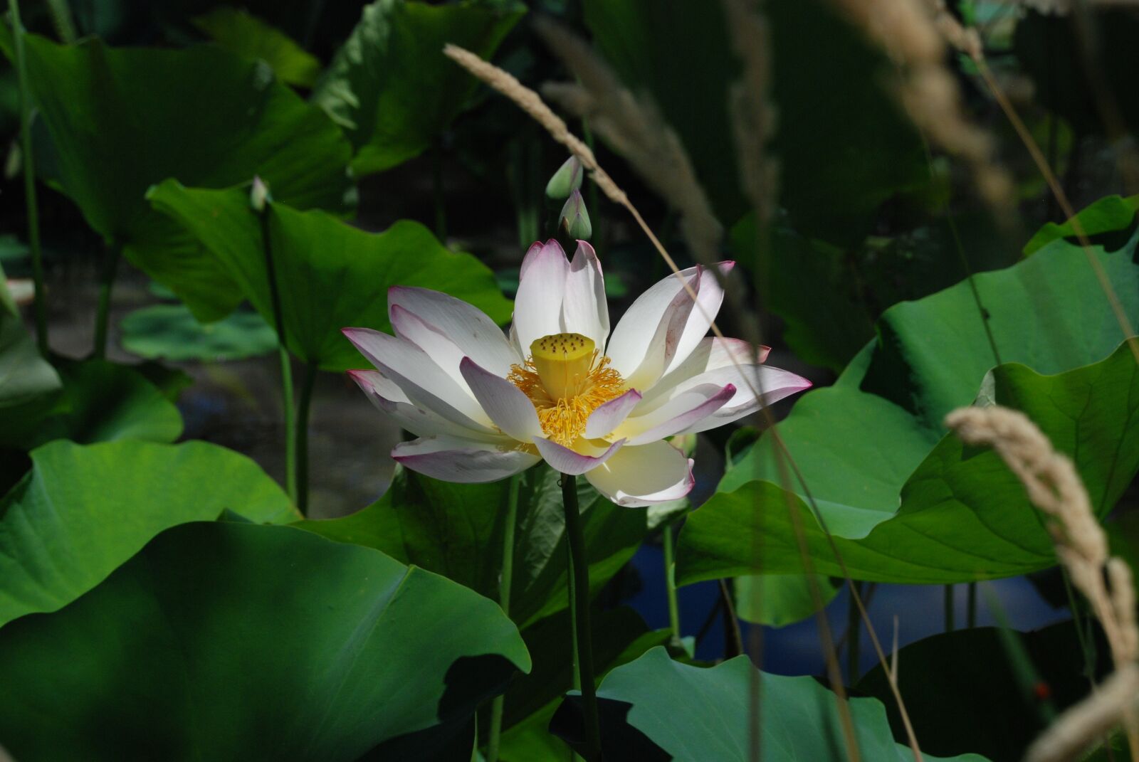 Nikon D80 sample photo. Lotus, flower, leaf photography