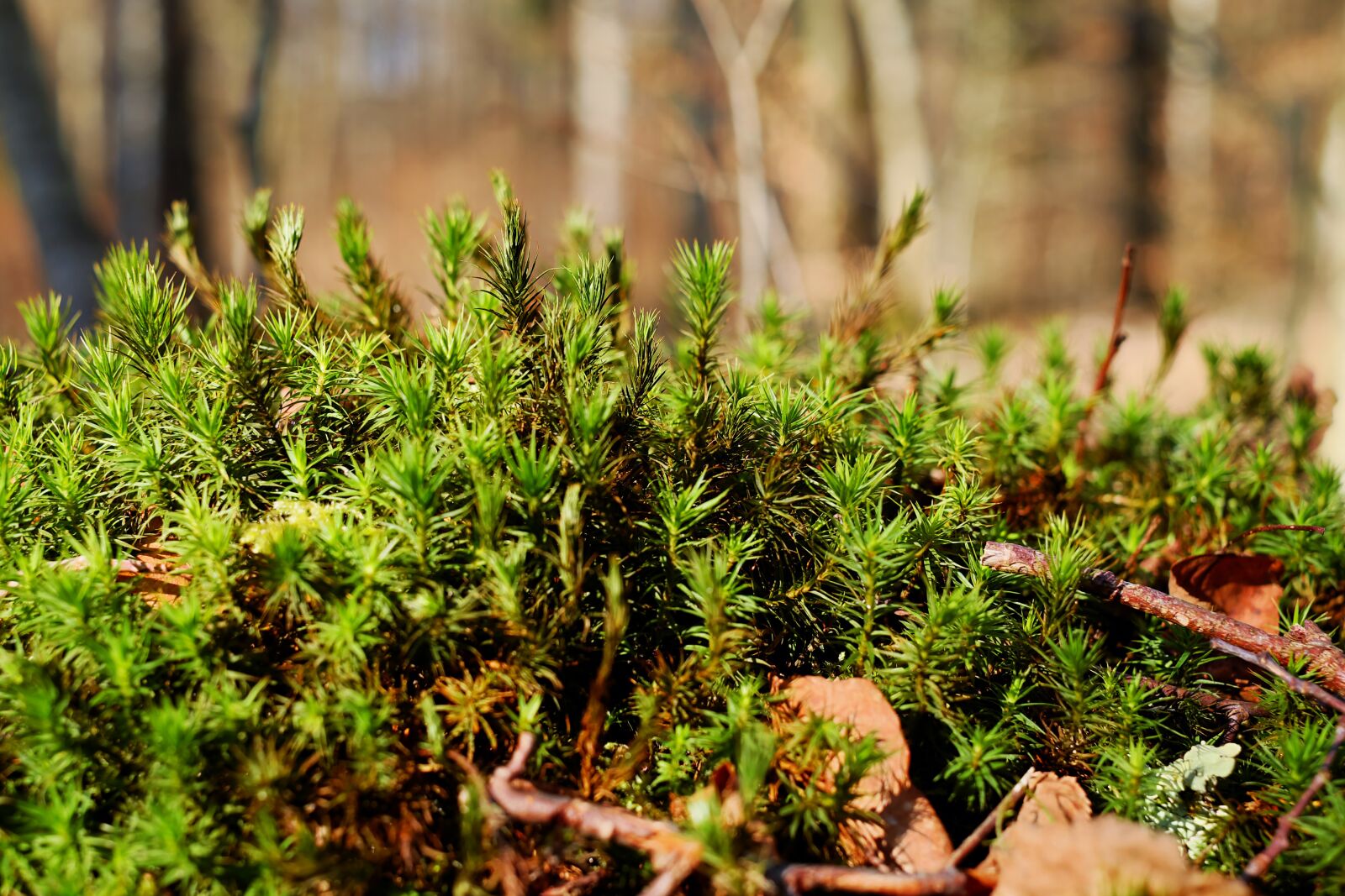 Fujifilm X-T10 + Fujifilm XF 35mm F1.4 R sample photo. Moss, beautiful widerton moss photography