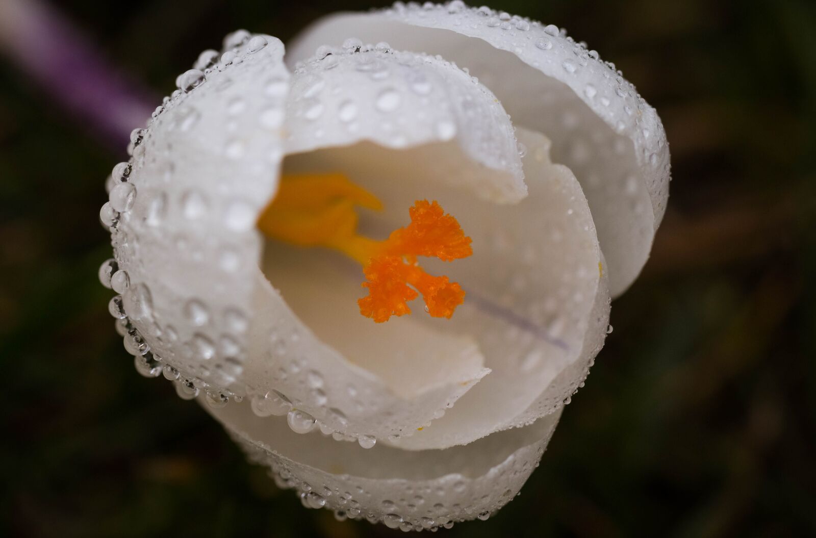 Canon EF 100mm F2.8L Macro IS USM sample photo. Krokus, flower, spring photography