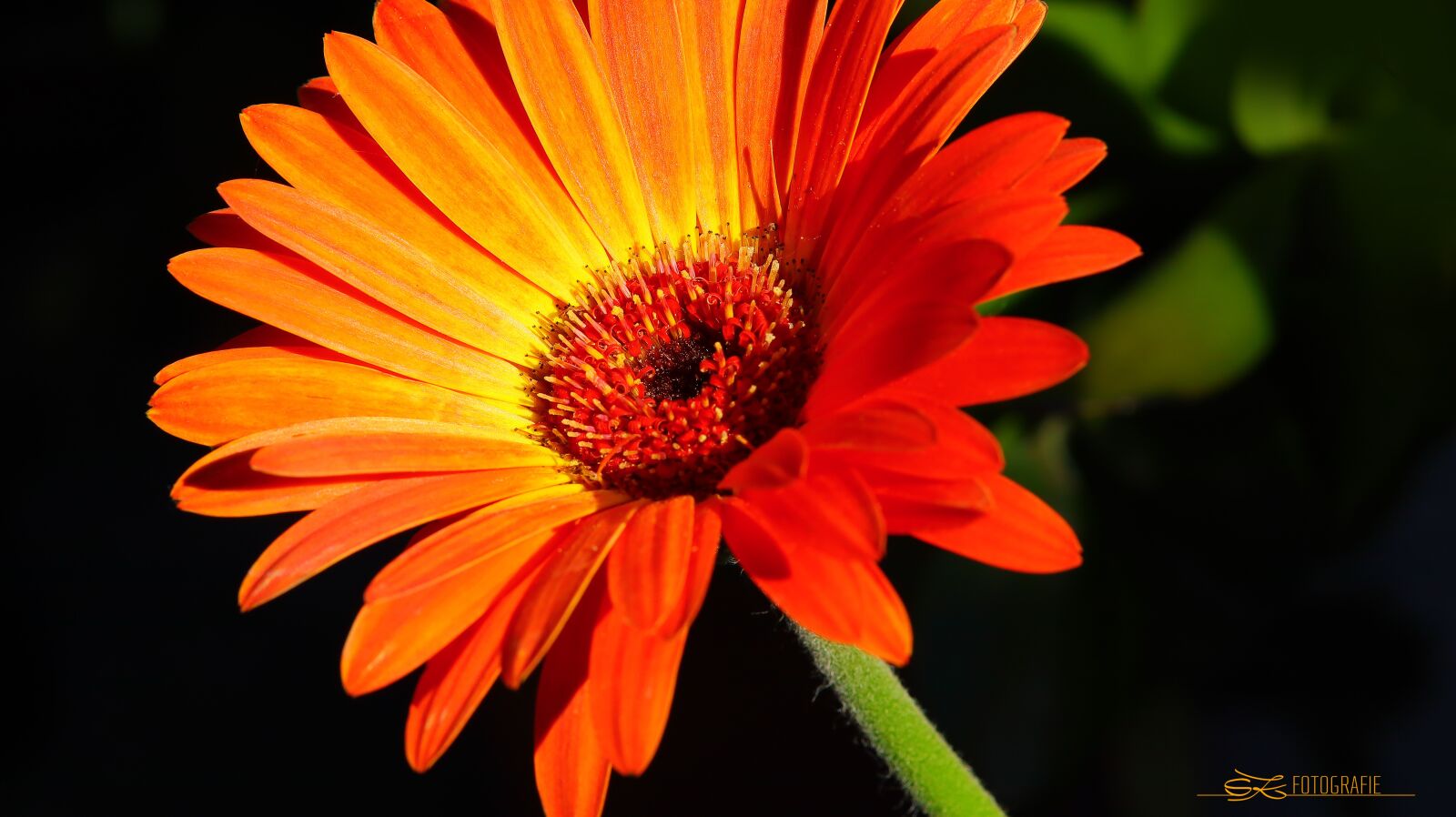 Canon EOS M50 (EOS Kiss M) sample photo. Gerbera, blossom, bloom photography