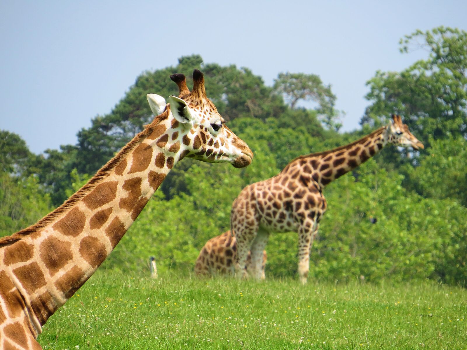 Canon PowerShot SX50 HS sample photo. Giraffe, neck, nature photography