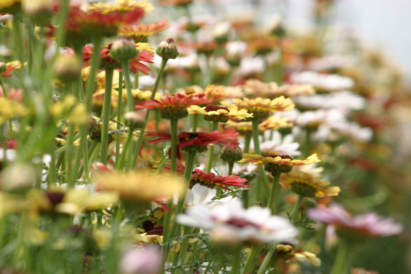 Canon EOS 10D sample photo. Summer flowers, assorted flowers photography