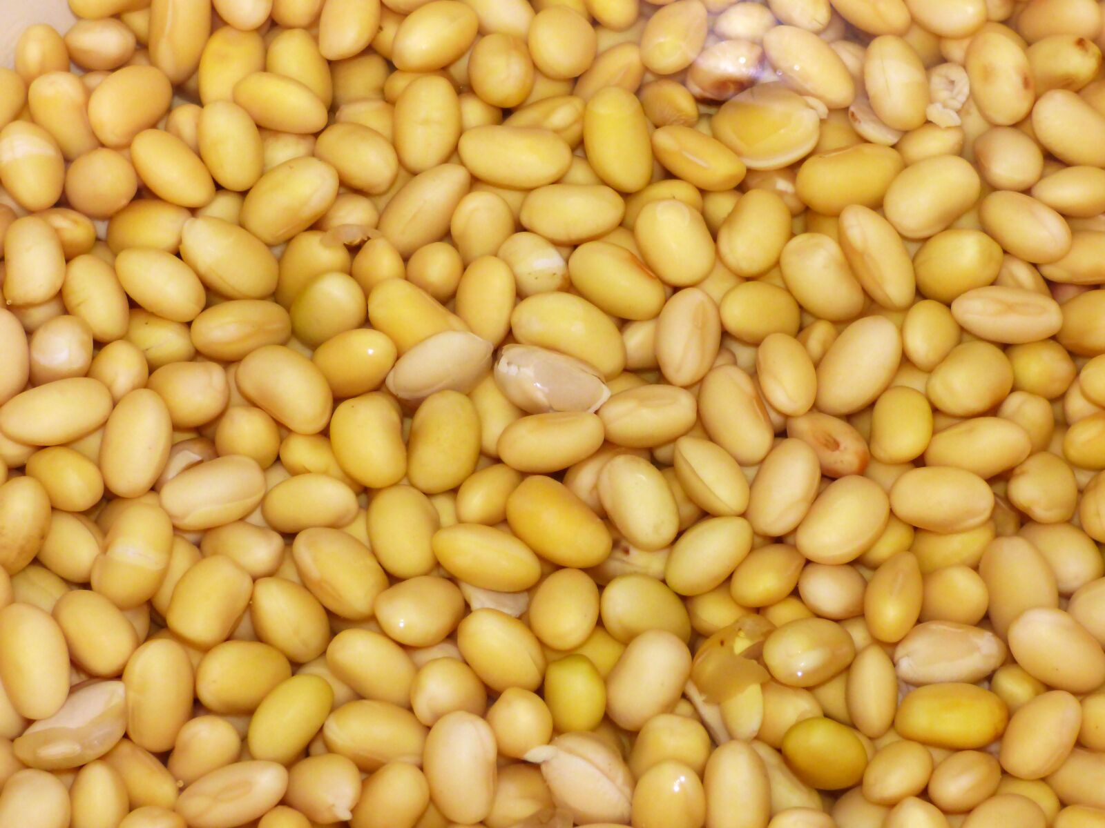 Panasonic DMC-FZ72 sample photo. Soy, beans, yellow photography