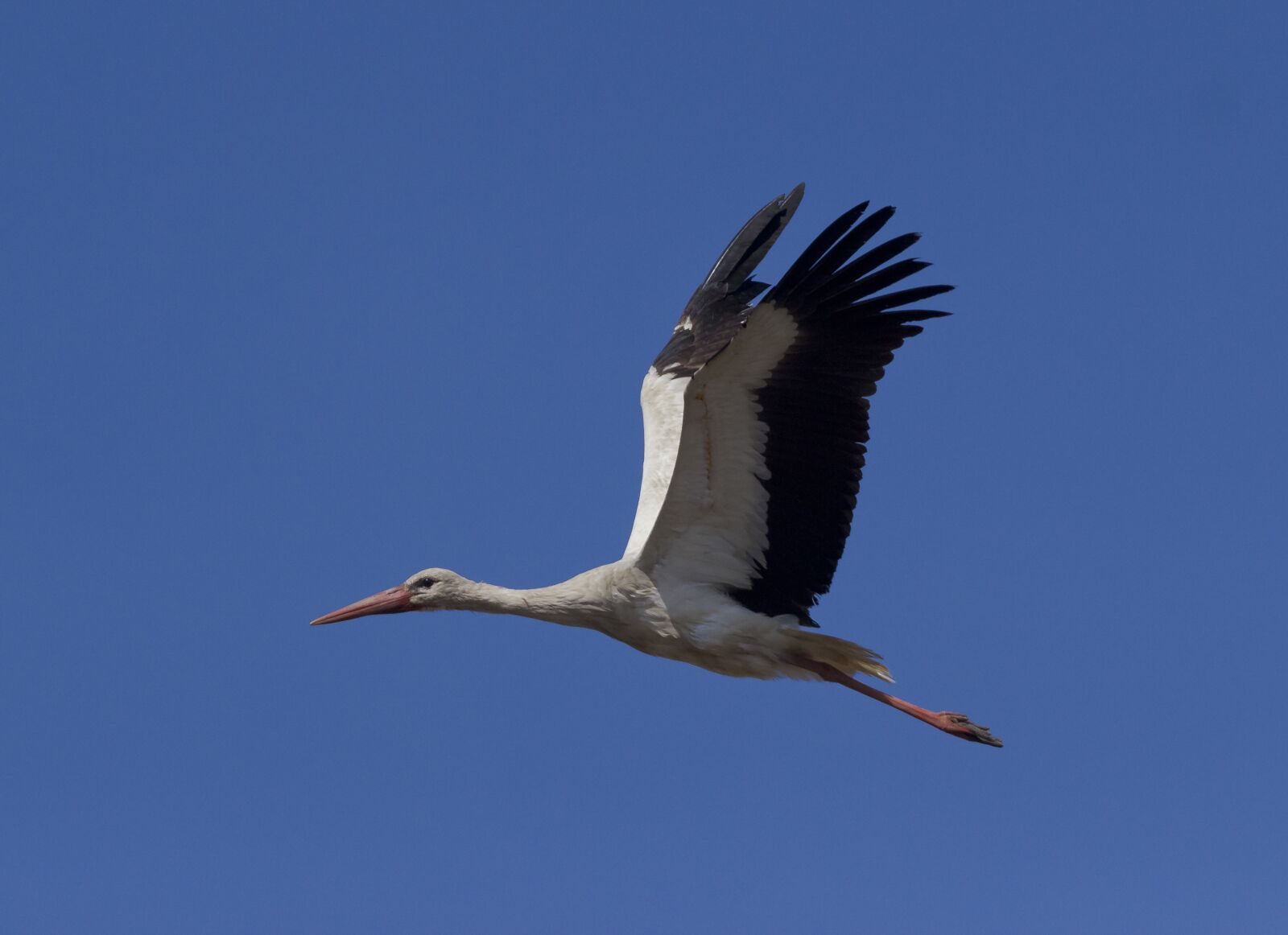 Canon EOS 550D (EOS Rebel T2i / EOS Kiss X4) sample photo. Stork, white stork, birds photography