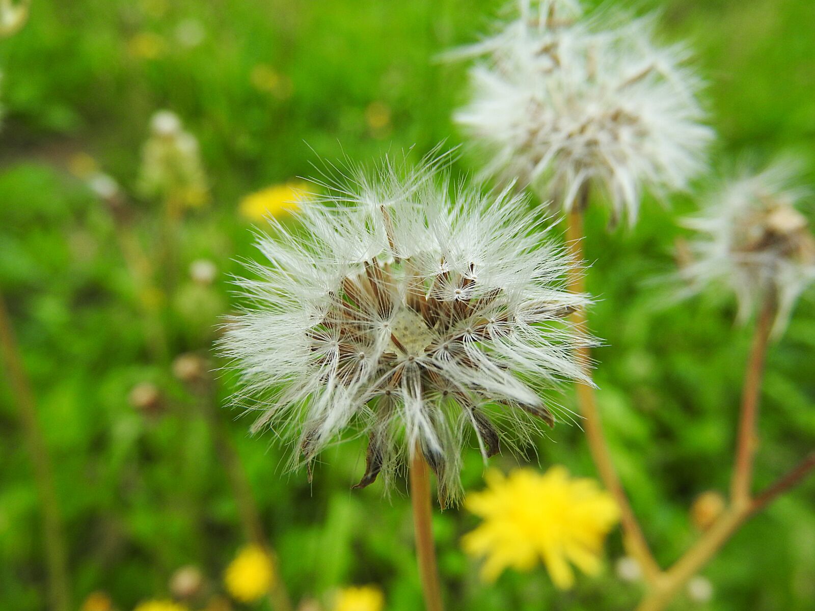 Nikon Coolpix P610 sample photo. Dandelion, flower, pointed flower photography