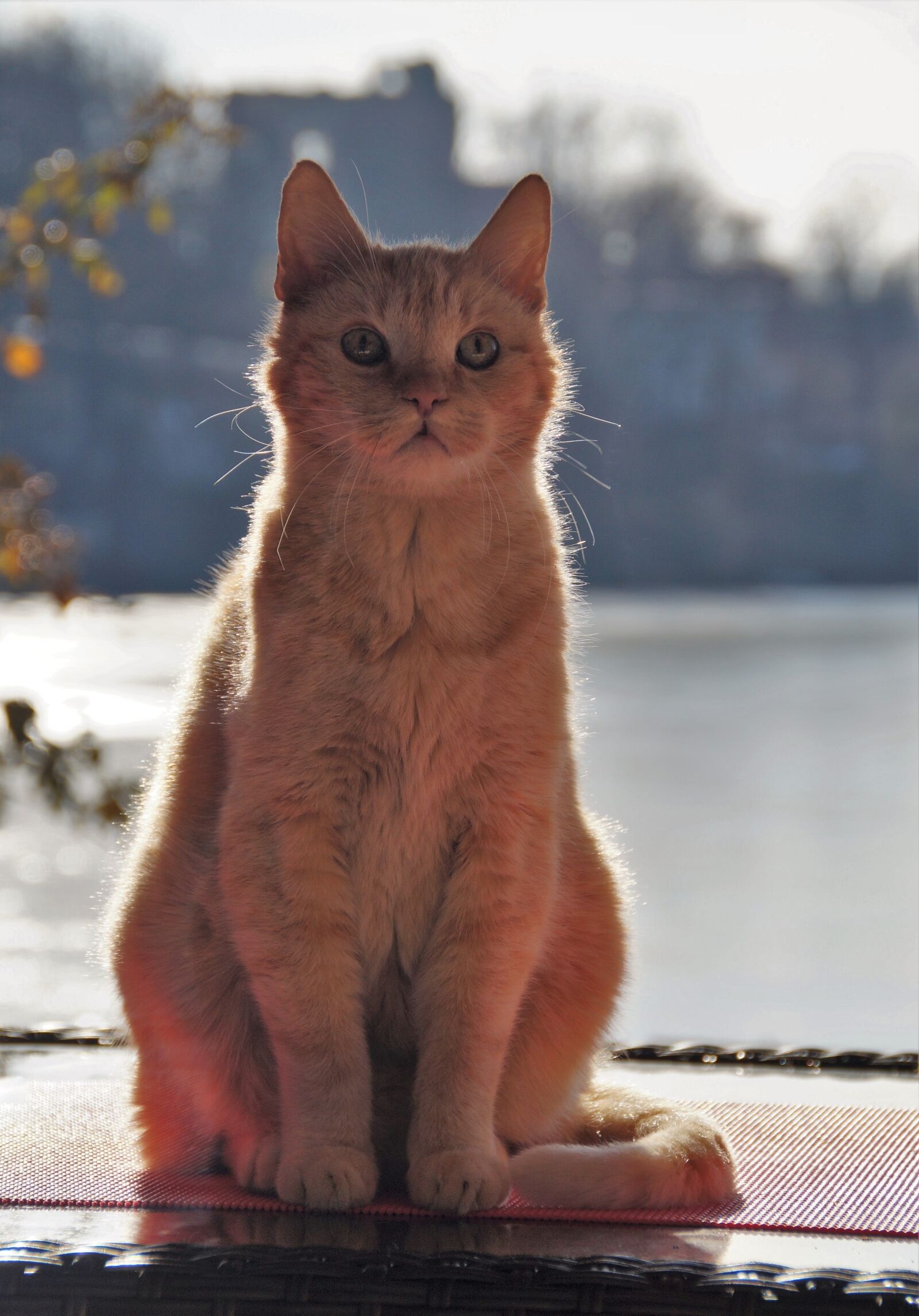 Sony SLT-A58 sample photo. Cat, redheaded, sitting photography