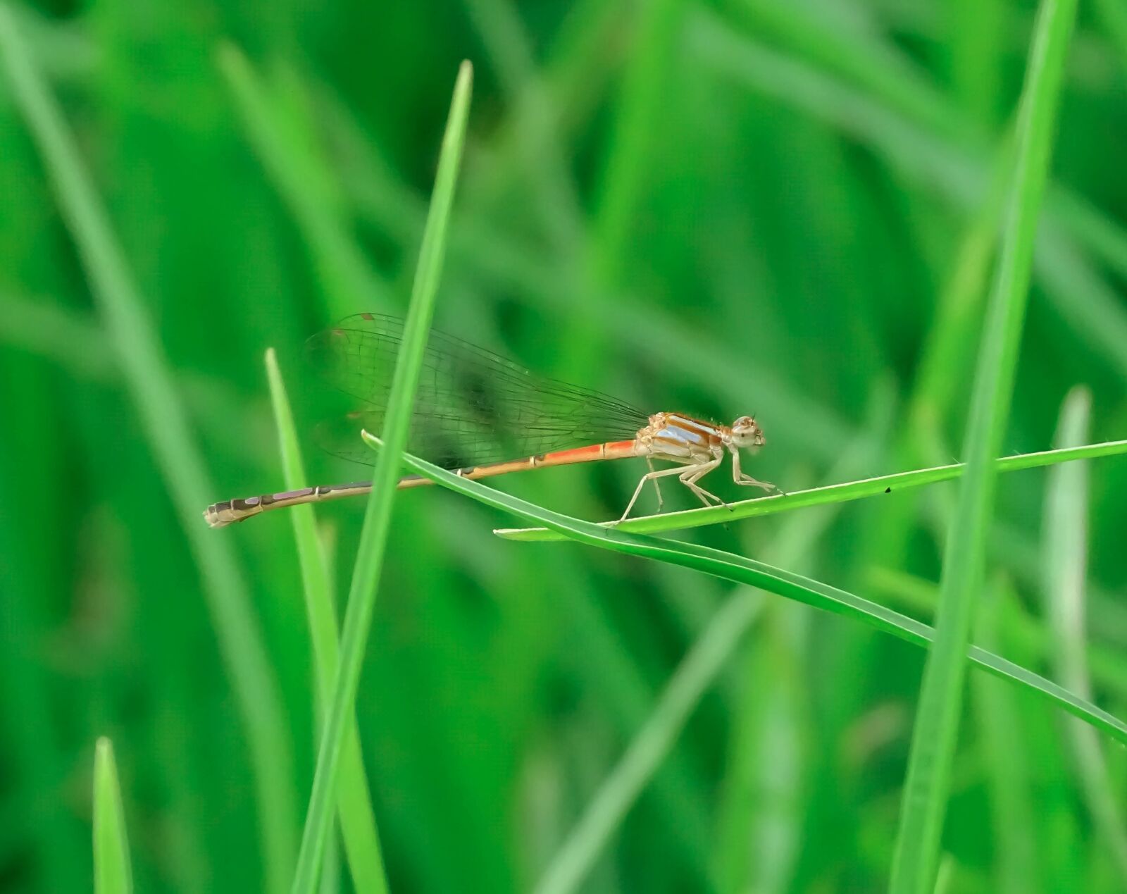 Sony Cyber-shot DSC-HX350 sample photo. Dragon-fly, naturaleza, bogota photography