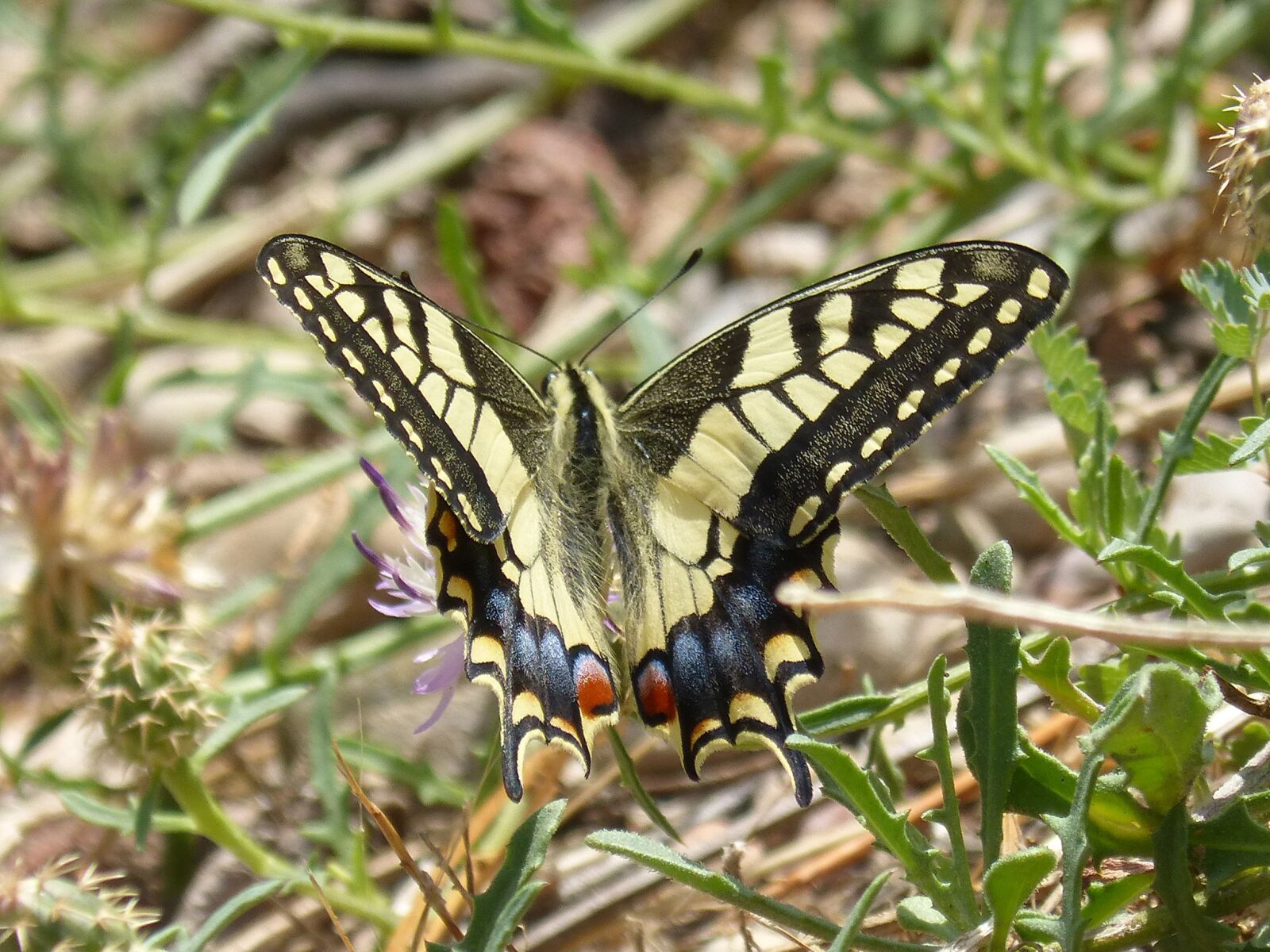 Panasonic DMC-FZ62 sample photo. Machaon, butterfly queen, flower photography