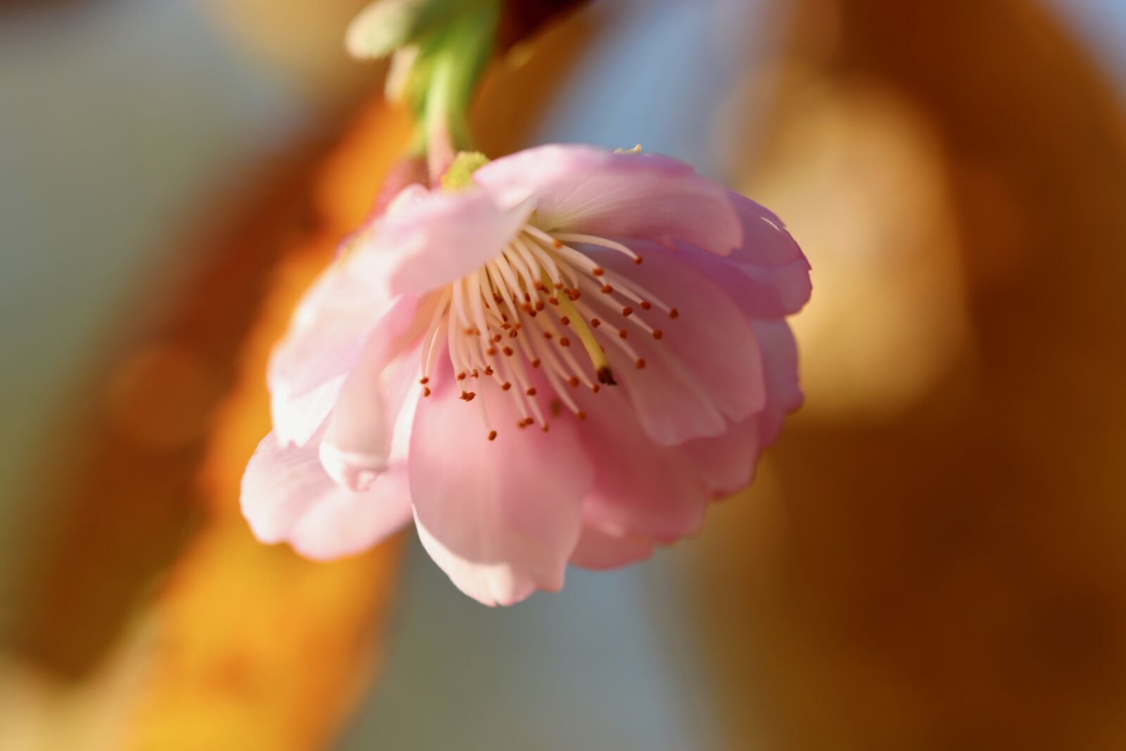 Canon EOS 800D (EOS Rebel T7i / EOS Kiss X9i) sample photo. Almond blossom, petals, stamens photography