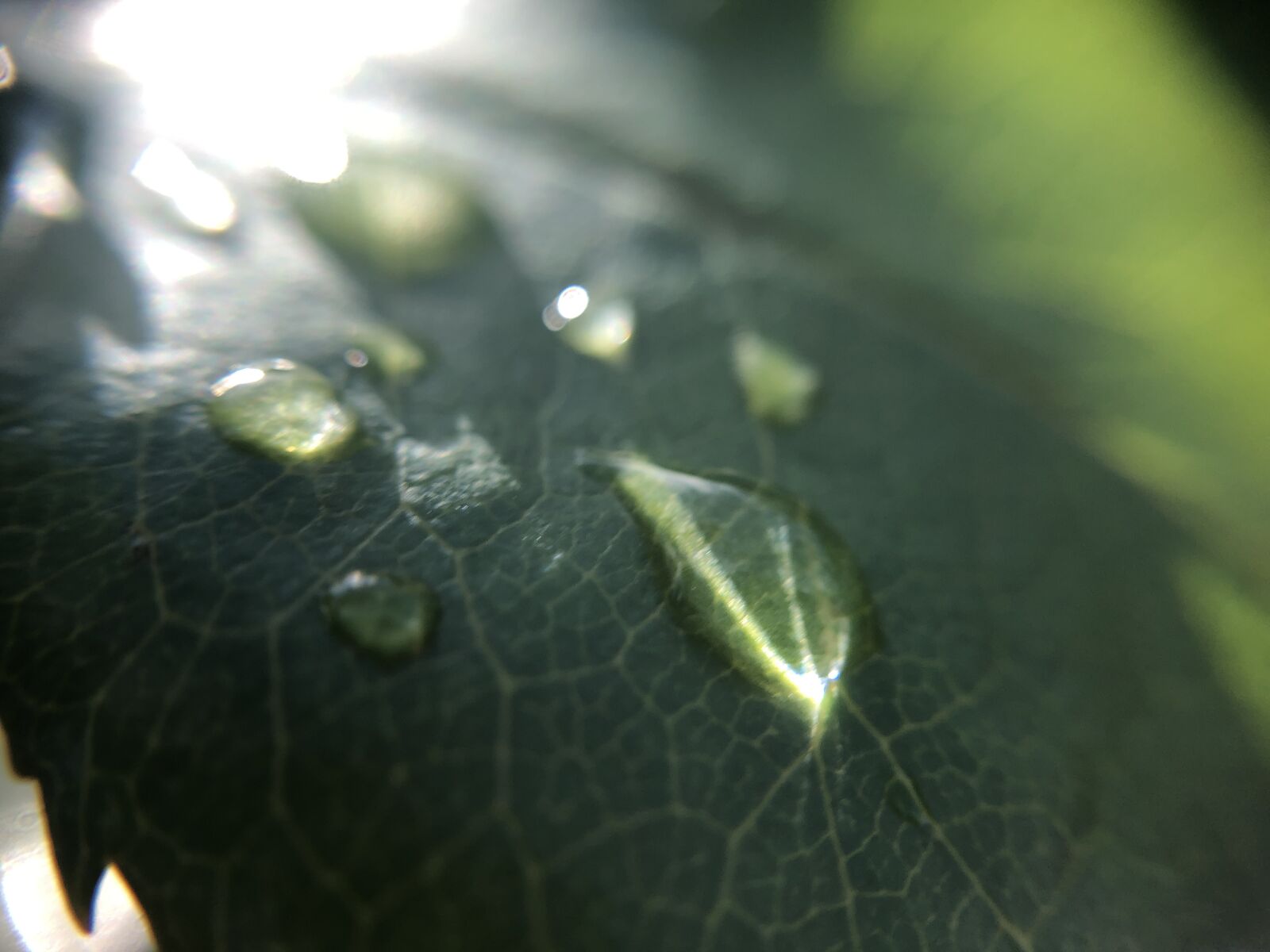iPhone 8 back camera 3.99mm f/1.8 sample photo. Leaf, water, drop photography