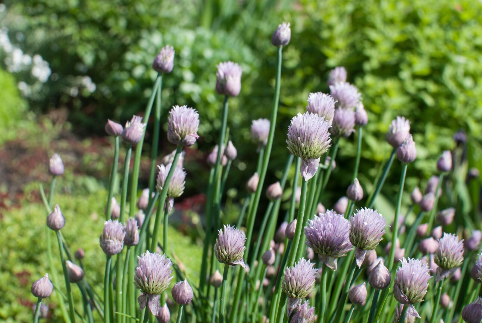 Nikon D3000 sample photo. Flowers, lilac, bloom photography