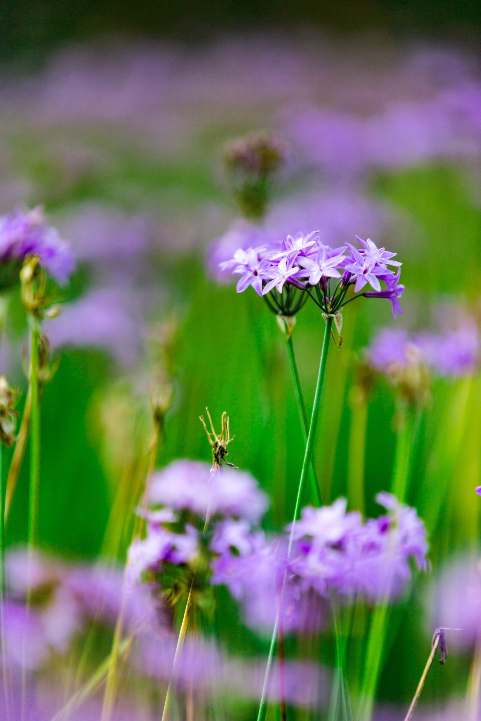 Canon EOS 6D sample photo. Nature, green, leaf photography