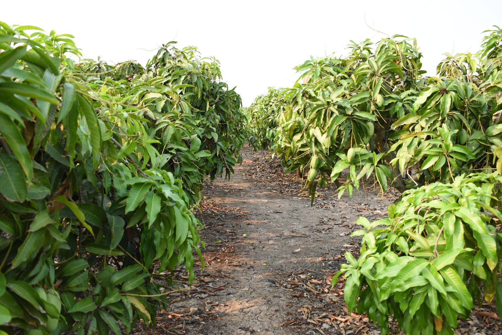 Nikon D5600 sample photo. Garden, mango, fruit photography