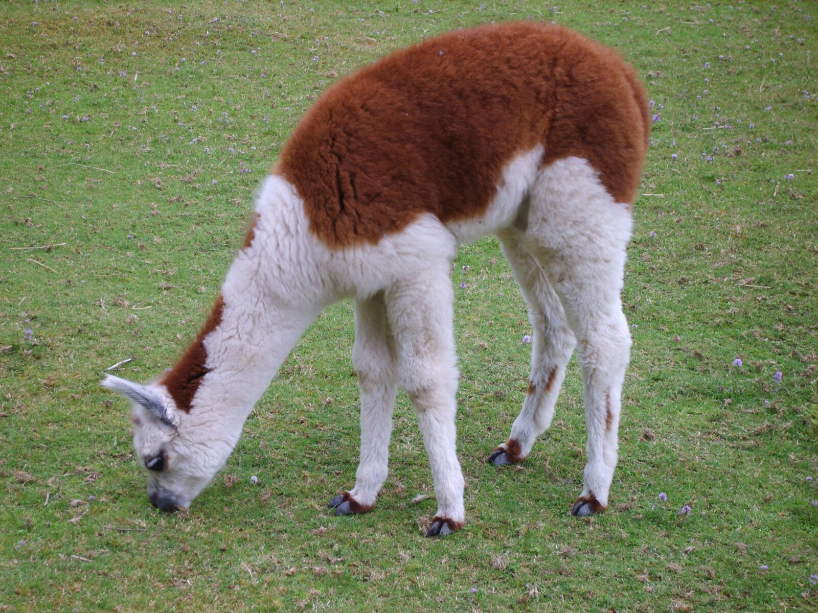 Samsung Digimax S830 / Kenox S830 sample photo. Alpaca, animal, lama photography