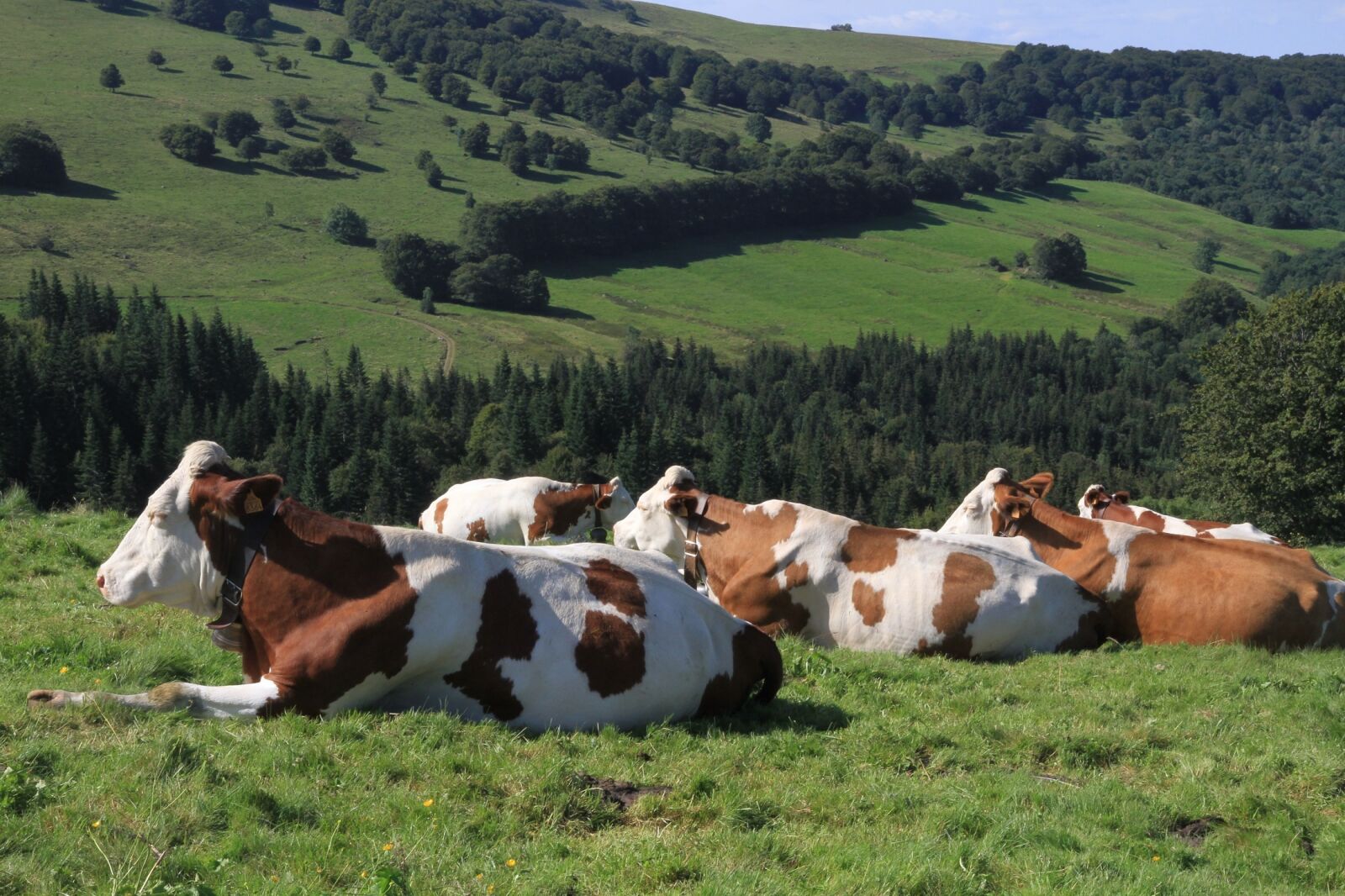 Canon EOS 7D sample photo. Cows, farm, agriculture photography