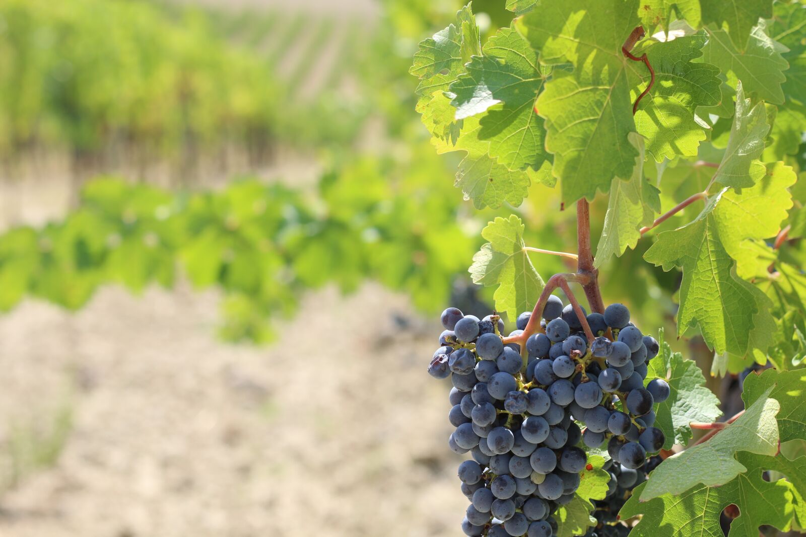 Canon EOS 70D + Canon EF 50mm F1.8 STM sample photo. Grapes, grapevine, vineyard photography