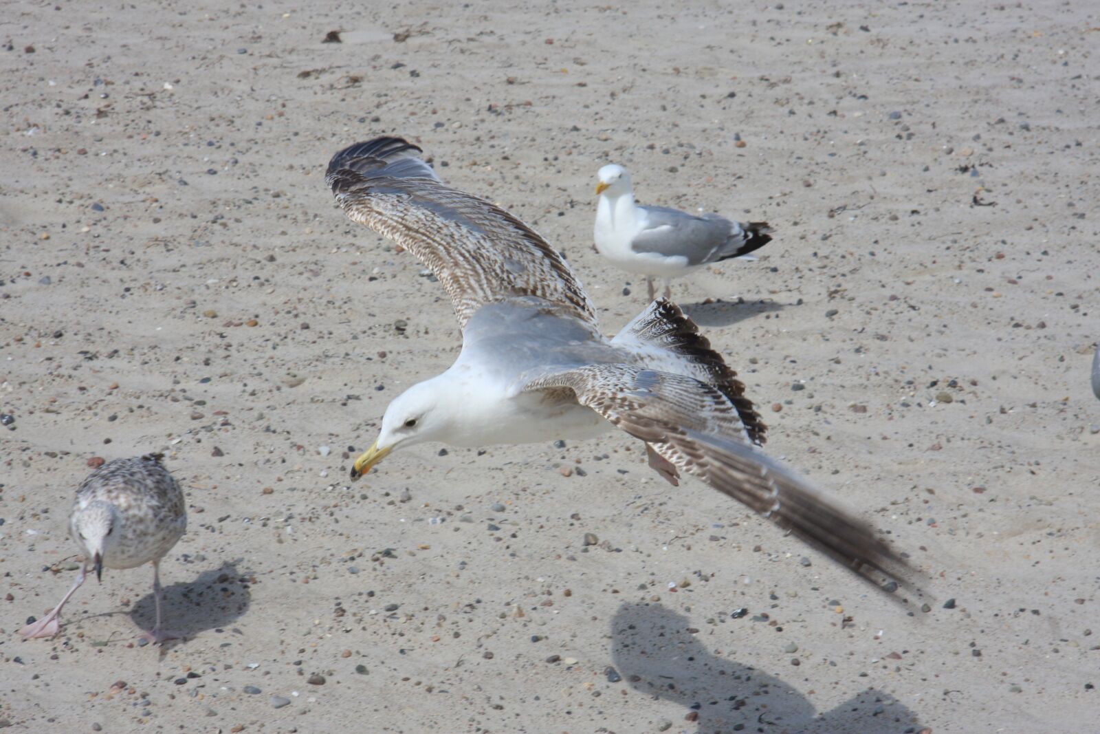 Canon EOS 40D sample photo. Bird, sea, beach photography