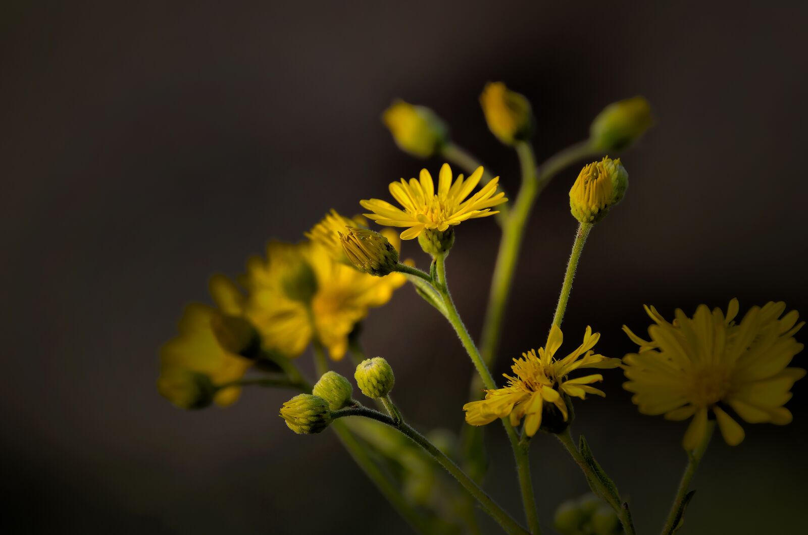 Nikon D7000 sample photo. Flower, nature, flora photography