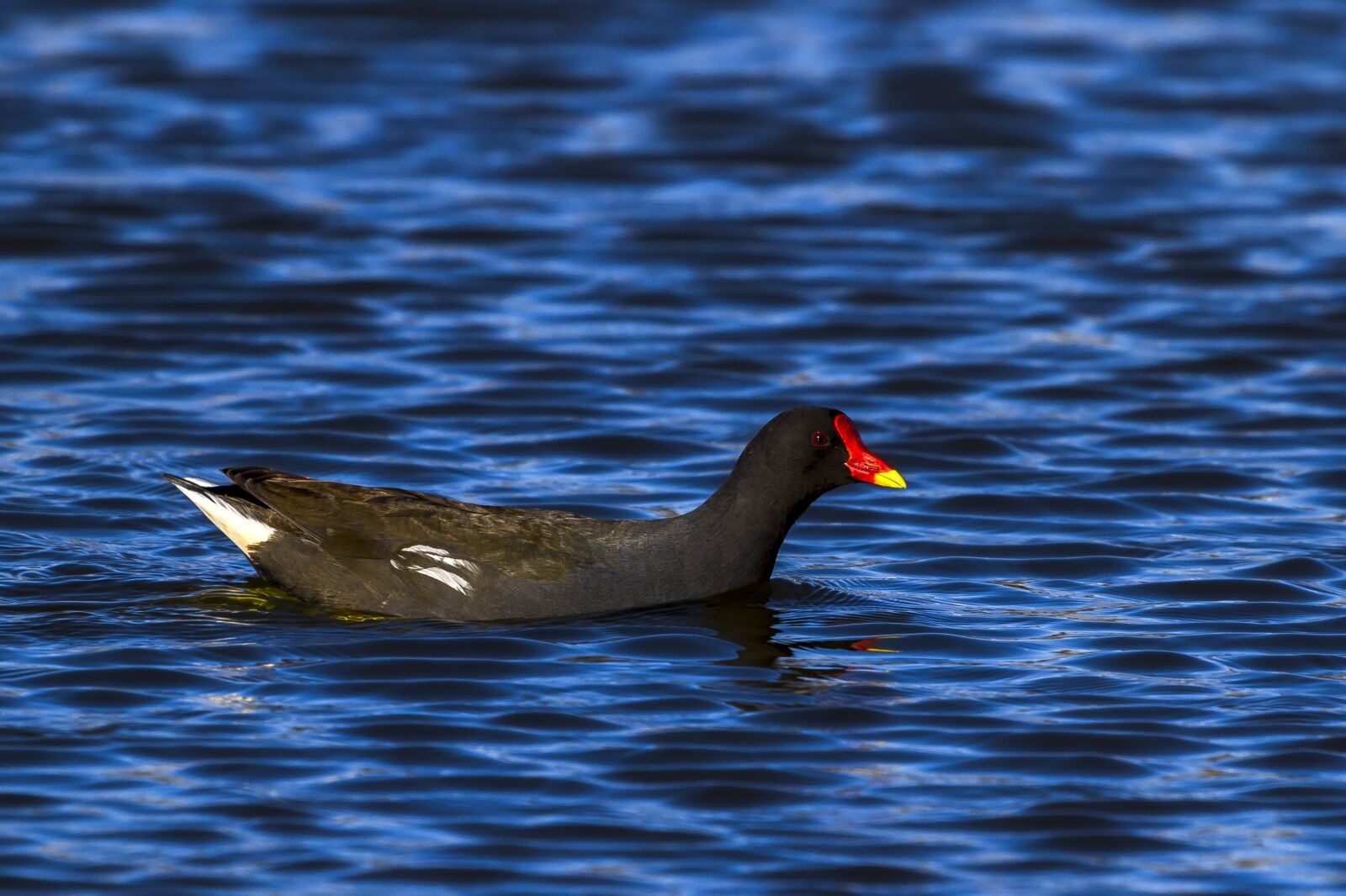 Canon EF 100-400mm F4.5-5.6L IS USM sample photo. Water, birds, wild photography