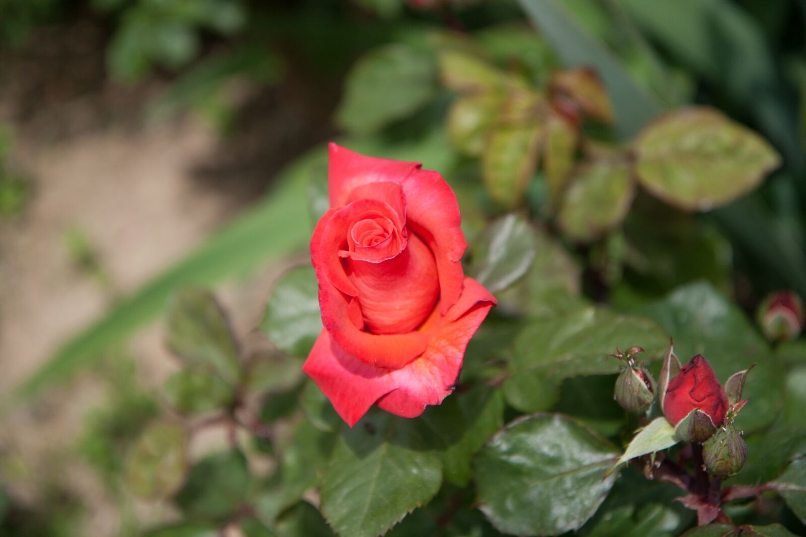 Canon EOS 400D (EOS Digital Rebel XTi / EOS Kiss Digital X) + Sigma 12-24mm f/4.5-5.6 EX DG ASPHERICAL HSM + 1.4x sample photo. Flower, pink, nature photography