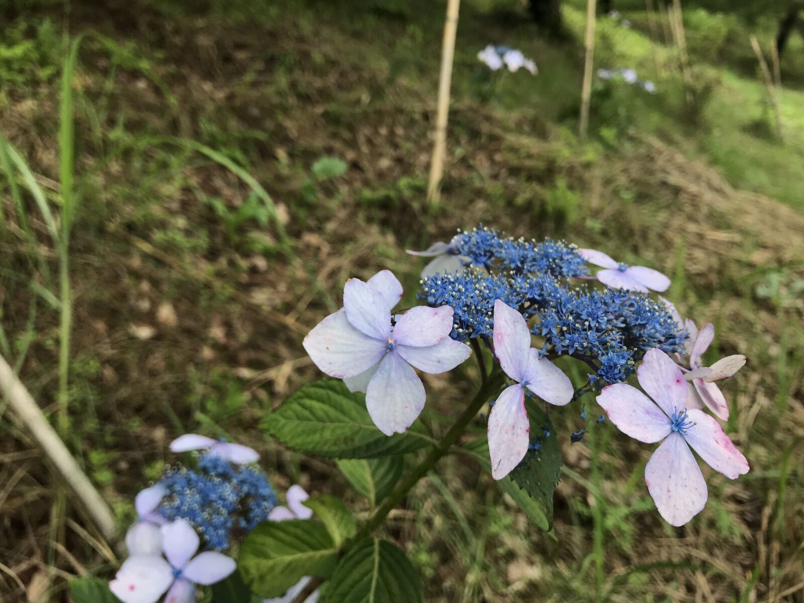 Apple iPhone 7 sample photo. Hydrangea, june, rainy season photography
