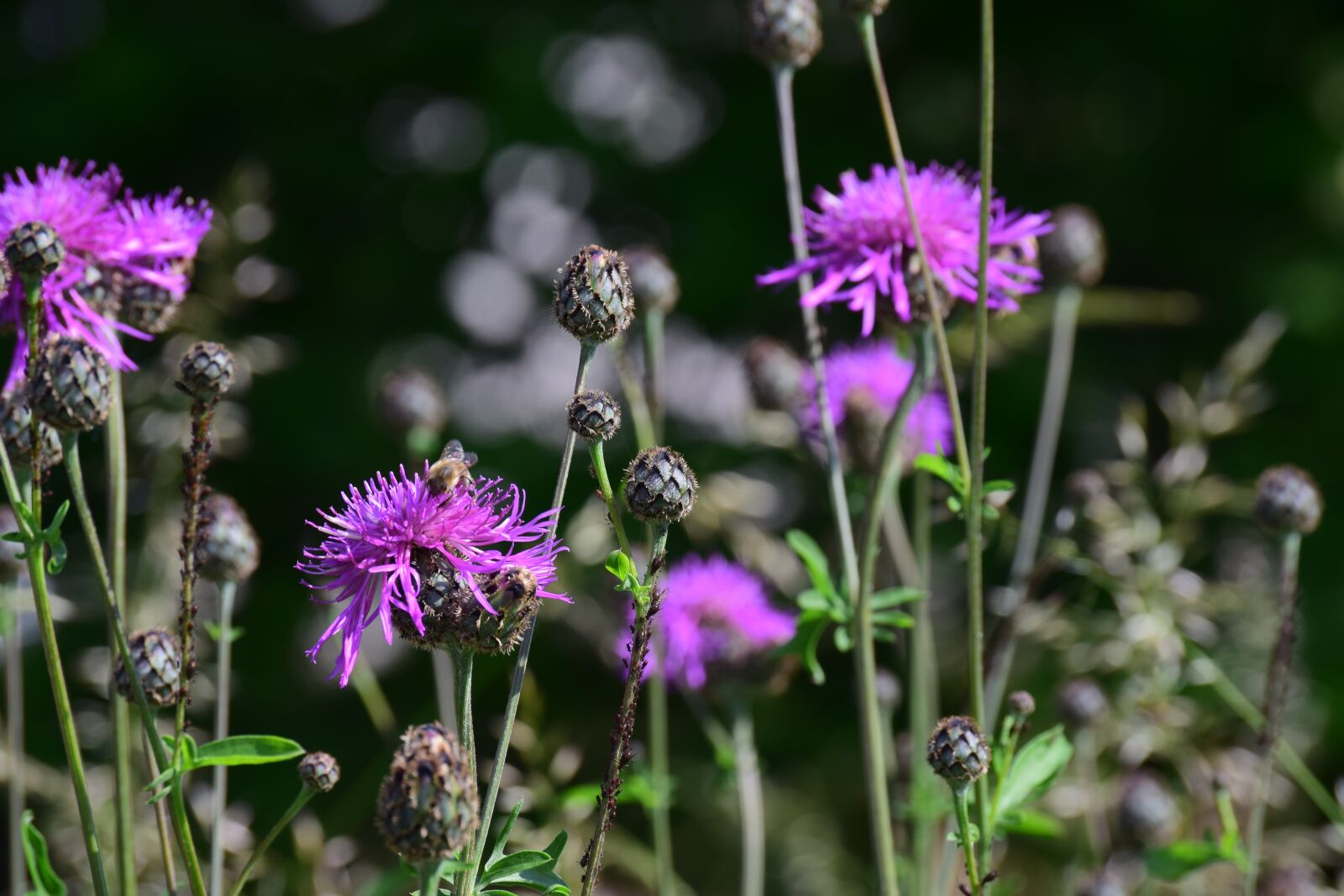 Nikon D3300 sample photo. Meadow, flower meadow, flowers photography