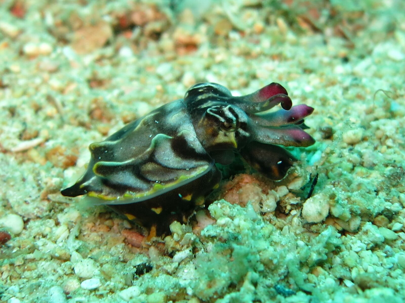 Canon PowerShot S110 sample photo. Flamboyant cuttlefish, cuttlefish, cephalopod photography